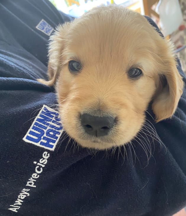 John Kalter and his wife Kathryn are volunteer puppy raisers for Guide Dogs UK